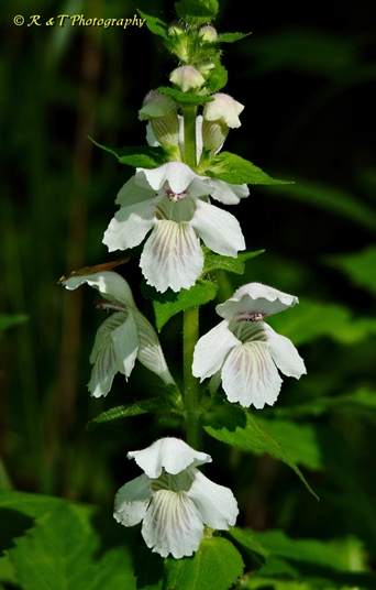 {Synandra hispidula}